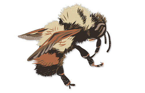  Rusty-patched bumblebee