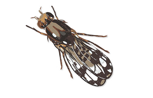  a pomace fly