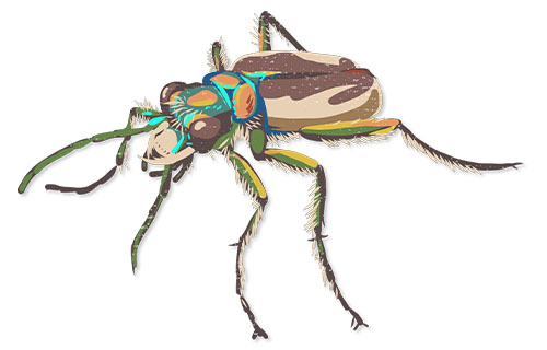  Colorado Dune Tiger Beetle