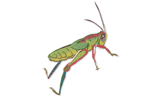  Atascosa Gem Grasshopper