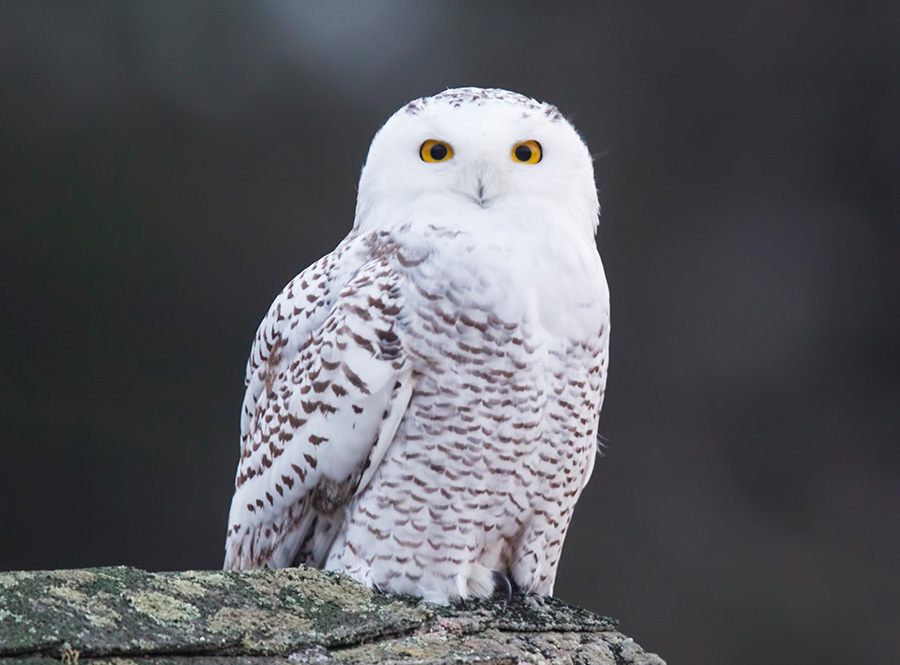 A white bird with yellow eyes