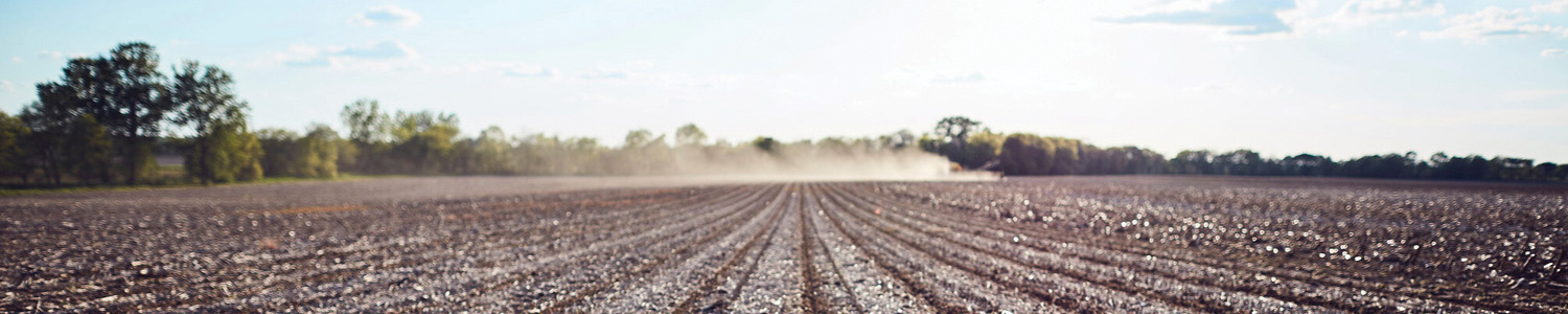 Soybean field