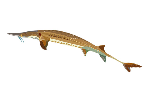 Alabama Sturgeon