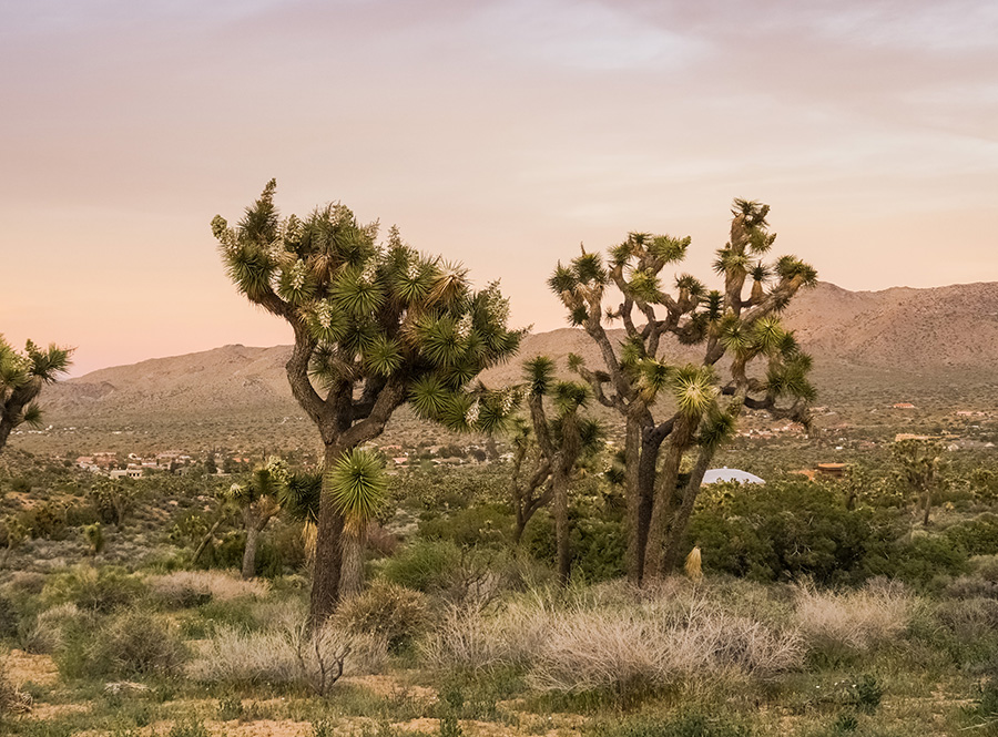 Joshua trees in the desert