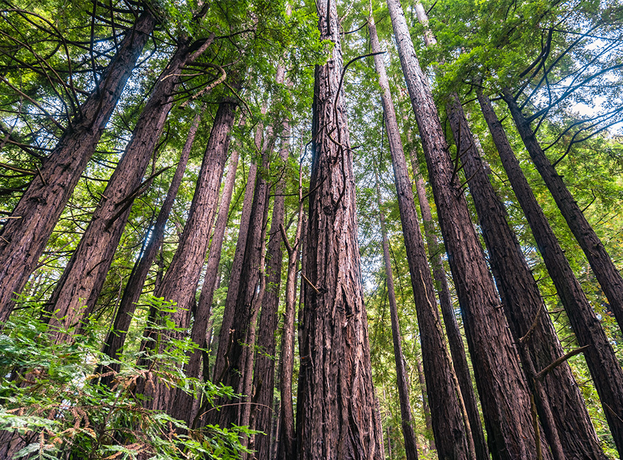 A forest of redwoods