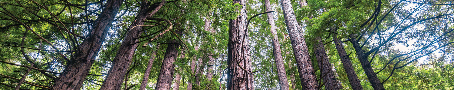 Green Forest