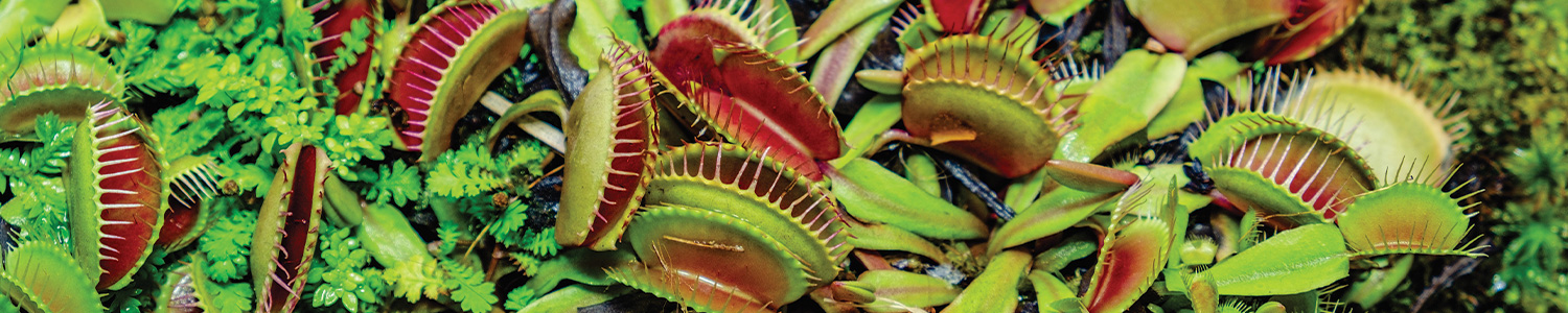 Venus Flytrap