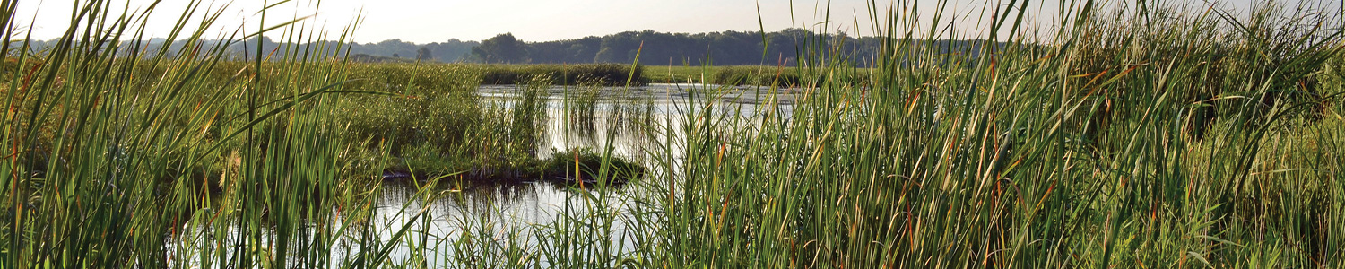 Wetland