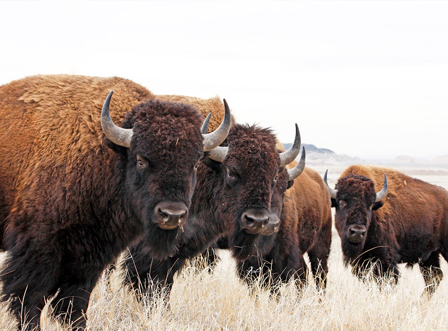 A herd of bison