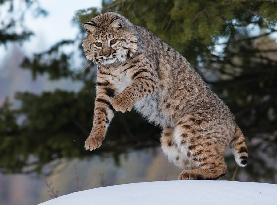 Bobcat plays in snow