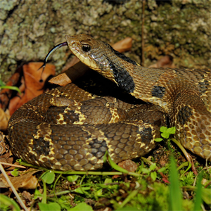 Eastern Hog-nosed Snake  Oklahoma Department of Wildlife Conservation
