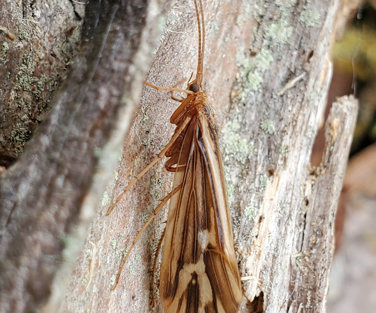 A brown patterned caddisfly poses on a tree