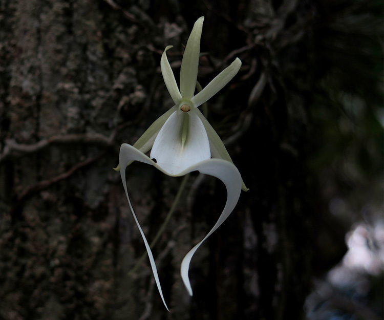 A delicate white orchid hangs off of a tree