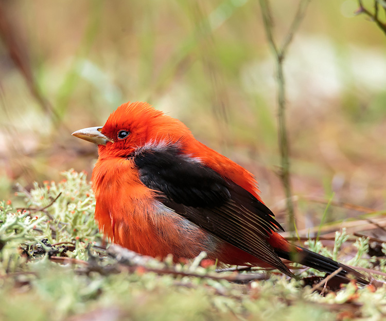 A red bird with black wings rests on the forest floor